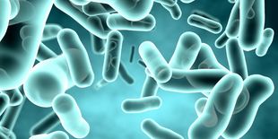 Akkermansia, il batterio amico dell’intestino e del controllo del peso