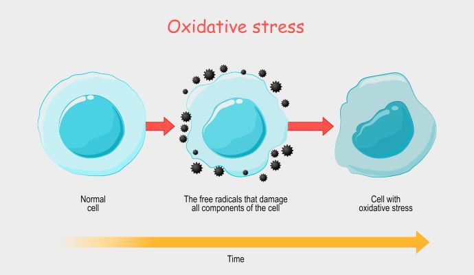 Cellula sottoposta a stress ossidativo