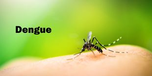 Dengue: cos’è, sintomi e come evitare il contagio