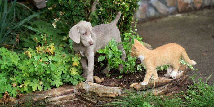 migliori antiparassitari per cani e gatti