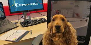 Oggi è la Giornata Mondiale del Cane in Ufficio