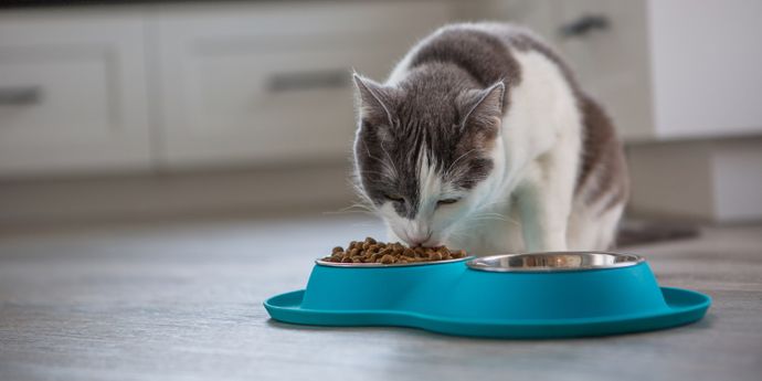 I migliori cibi estivi per gatti