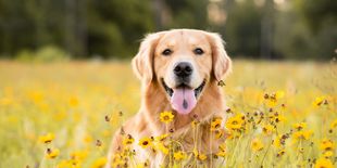 Leishmaniosi del cane: sintomi e prevenzione
