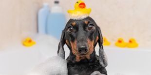 Prodotti per l’igiene del cane: quali non possono mancare?