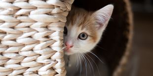 Giornata del gatto: il 17 febbraio in Italia si festeggiano 8 milioni di felini