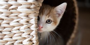 Giornata del gatto