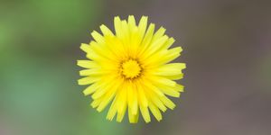 Pilosella benefici drenanti