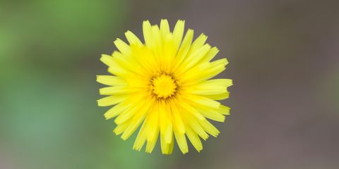 Pilosella benefici drenanti