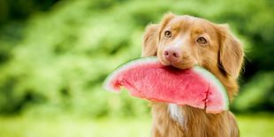 Alimentazione del cane in estate: cosa dargli da mangiare quando fa caldo?