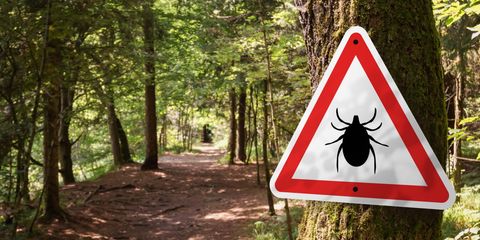 Zecche cosa sono e perché sono pericolose
