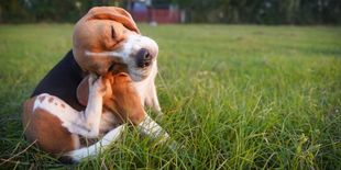 Allergie estive dei cani: cosa fare?