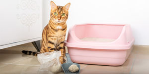 Come pulire la lettiera del gatto