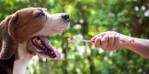 Come pulire ed igienizzare i denti del cane