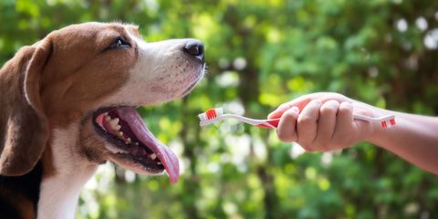 Come pulire ed igienizzare i denti del cane