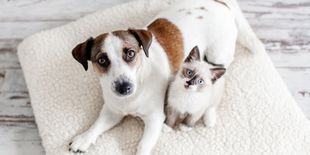 Come pulire le orecchie di cane e gatto