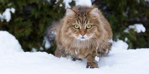 Gatto siberiano cura e alimentazione