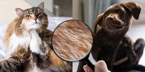 Gatto e cane che si grattano, con lente d’ingrandimento che mostra presenza di pulci nel pelo marrone.