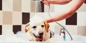 Cane con schiuma sulla testa viene lavato nella vasca da bagno con doccetta tenuta da una persona.
