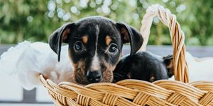 Un cucciolo dal muso nero con macchie chiare guarda curioso da un cestino di vimini, avvolto in un panno bianco.
