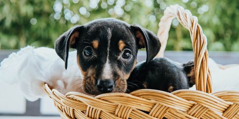 Un cucciolo dal muso nero con macchie chiare guarda curioso da un cestino di vimini, avvolto in un panno bianco.
