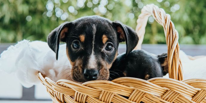 Un cucciolo dal muso nero con macchie chiare guarda curioso da un cestino di vimini, avvolto in un panno bianco.