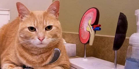 gatti con problemi renali cosa fare