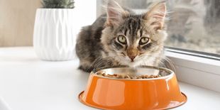 Gatto sterilizzato: cosa fare e quale cibo scegliere
