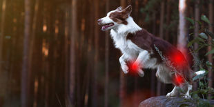 Integratori per le articolazioni dei cani: quali scegliere