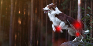 Cane in salto nel bosco con evidenziazione rossa sulle articolazioni posteriori.