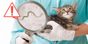 Vermi intestinali nel gatto: sintomi, prevenzione e trattamento