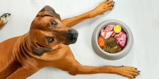 Cos’è la dieta Barf e come funziona?