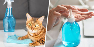 Disinfettanti per la casa e la persona: guida alla scelta del prodotto giusto