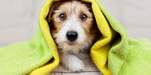 Igiene del cane a casa: guida all’acquisto dei migliori prodotti per la toelettatura