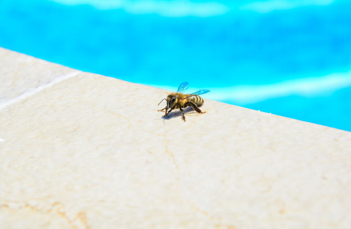 prodotti puntura ape prodotti puntura ape