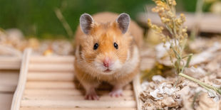 Primo piano di un piccolo roditore dal pelo dorato su passerella in legno, circondato da paglia e fiori secchi decorativi