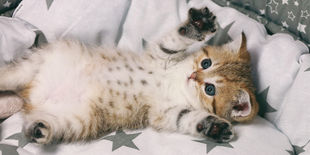 Cucciolo di gatto sdraiato mentre agita le zampe verso l'altro per giocare