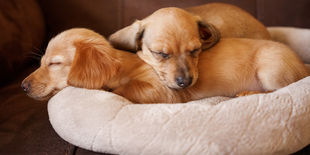 Due cuccioli color miele dormono abbracciati su una morbida cuccia imbottita, in un ambiente caldo e accogliente