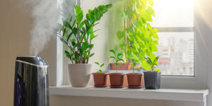 Umidificatore acceso vicino alla finestra diffonde vapore accanto a piante in vaso illuminate dalla luce naturale.