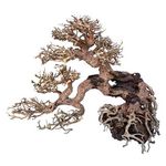 Bonsai acquario