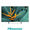TV Hisense