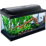 Acquario tetra
