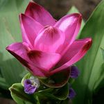 Adamah Eie Curcuma