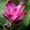 Adamah Eie Curcuma