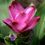 Adamah Eie Curcuma