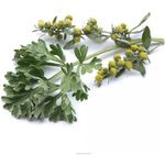 Herboplanet Artemisia Absinthium
