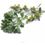 Herboplanet Artemisia Absinthium