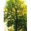 Herboplanet Tilia Europea