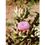 Herboplanet TSA Cynara Scolymus Funzione Epatica