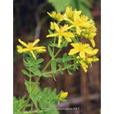 Herboplanet TSA Hipericum Perforatum