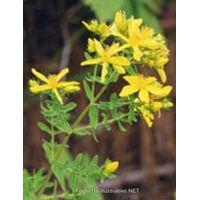 Herboplanet TSA Hipericum Perforatum